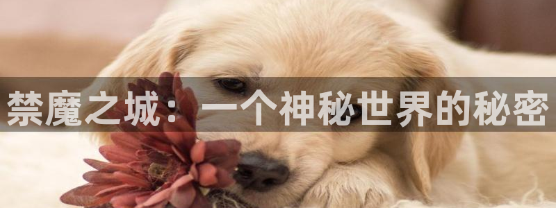 omofun专注动漫的网站：禁魔之城：一个神秘世界的秘密